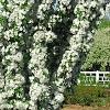 Malus x 'Adirondack', habit