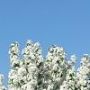 Malus x 'Adirondack', habit