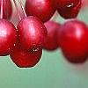 Malus 'Adams', fruit