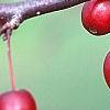 Malus 'Adams', fruit