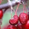 Malus 'Adams', fruit