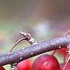 Malus 'Adams', fruit