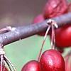Malus 'Adams', fruit