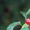 Malus x 'Amberina', fruit