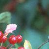 Malus x 'Amberina', fruit