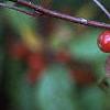 Malus x 'Amberina', fruit