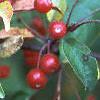 Malus x 'Amberina', fruit