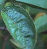 Malus x 'Amberina', fruit
