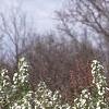 Malus baccata 'Jackii', habit
