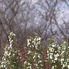 Malus baccata 'Jackii', habit