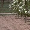Malus baccata 'Jackii', habit