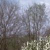 Malus baccata 'Jackii', habit