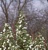 Malus baccata 'Jackii', habit