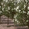 Malus baccata 'Jackii', habit