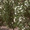 Malus baccata 'Jackii', habit