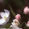 Malus baccata 'Jackii', flowers