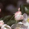 Malus baccata 'Jackii', flowers