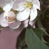 Malus baccata 'Jackii', flowers