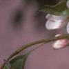 Malus baccata 'Jackii', flowers