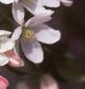 Malus baccata 'Jackii', flowers