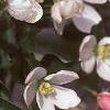 Malus baccata 'Jackii', flowers