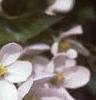 Malus baccata 'Jackii', flowers