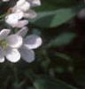 Malus baccata 'Jackii', flowers