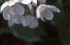 Malus baccata 'Jackii', flowers