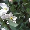 Malus baccata 'Jackii', flowers