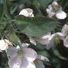 Malus baccata 'Jackii', flowers