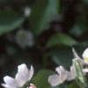 Malus baccata 'Jackii', flowers