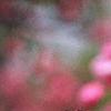 Malus 'Brandywine', flowers