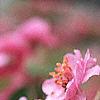 Malus 'Brandywine', flowers