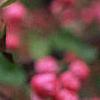 Malus 'Brandywine', flowers