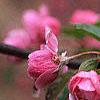 Malus 'Brandywine', flowers