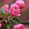 Malus 'Brandywine', flowers