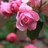 Malus 'Brandywine', flowers