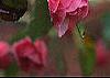 Malus 'Brandywine', flowers