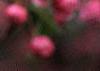 Malus 'Brandywine', flowers