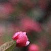 Malus 'Brandywine', flowers
