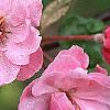 Malus 'Brandywine', flowers