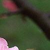 Malus 'Brandywine', flowers