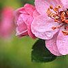 Malus 'Brandywine', flowers