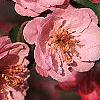 Malus 'Brandywine', flowers