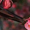 Malus 'Brandywine', flowers