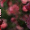 Malus 'Brandywine', flowers