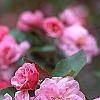 Malus 'Brandywine', flowers