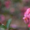 Malus 'Brandywine', flowers