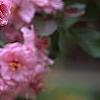 Malus 'Brandywine', flowers