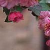 Malus 'Brandywine', flowers